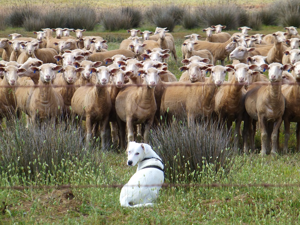 Troupeau et chien